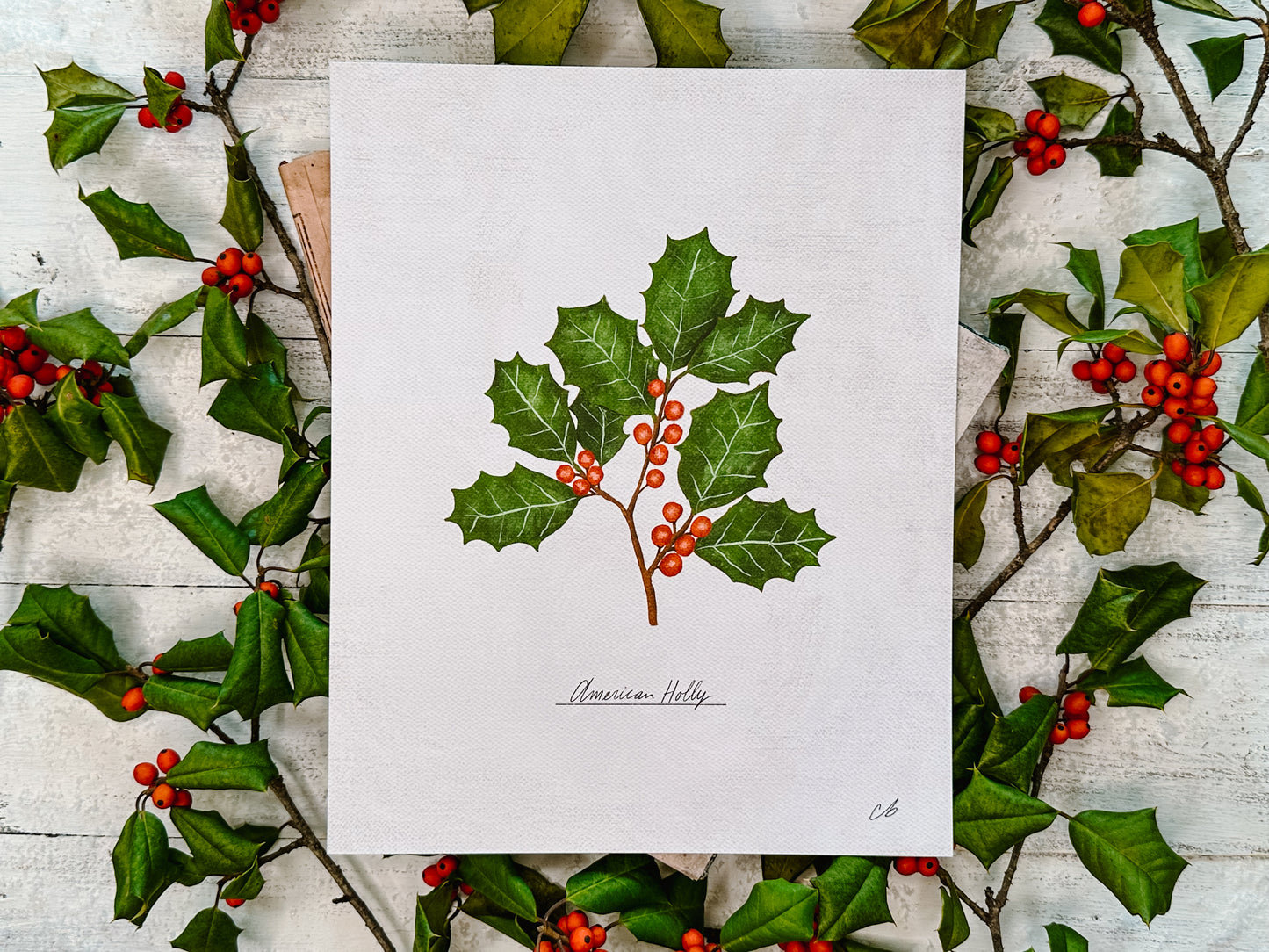 American Holly