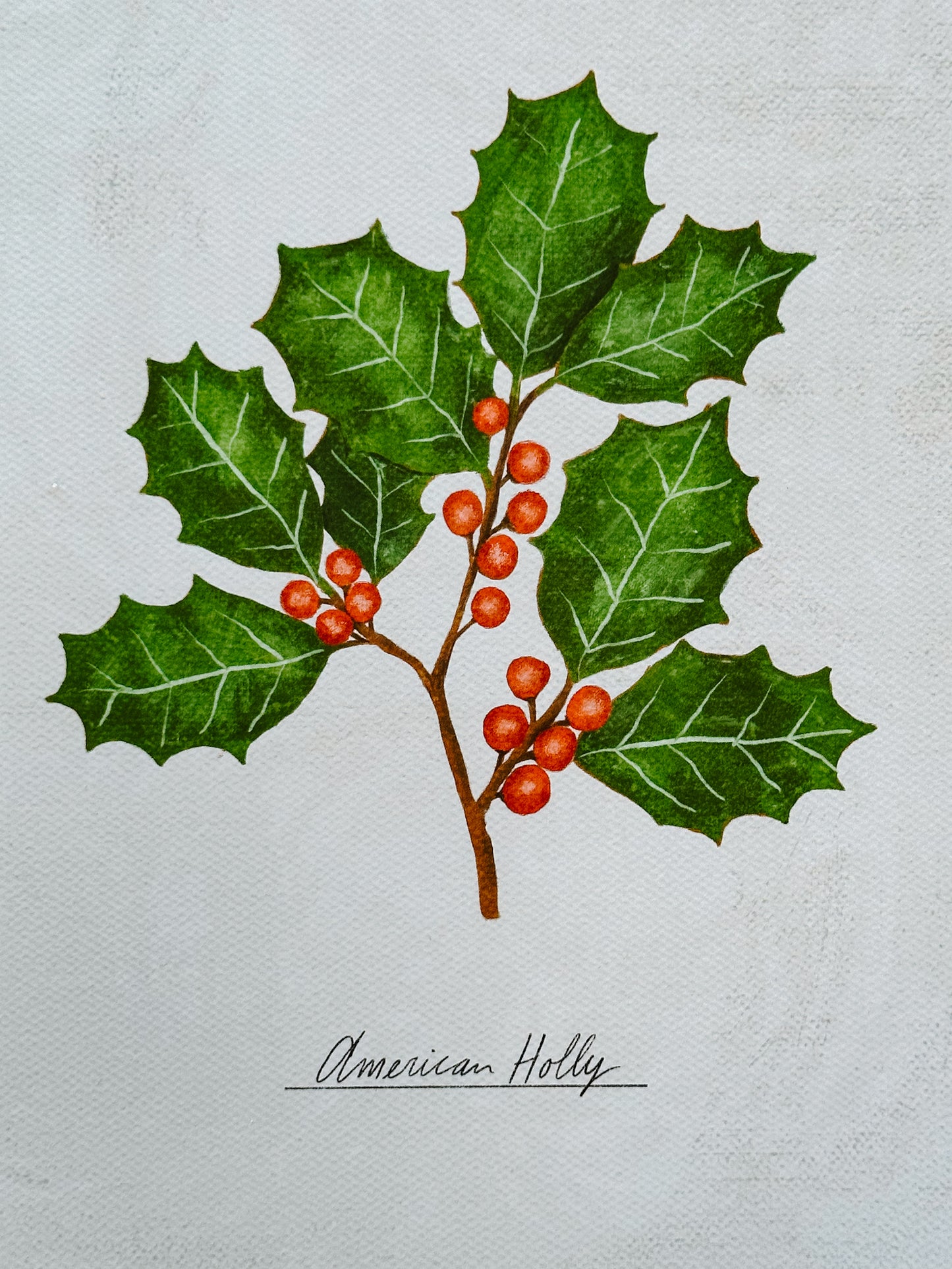 American Holly