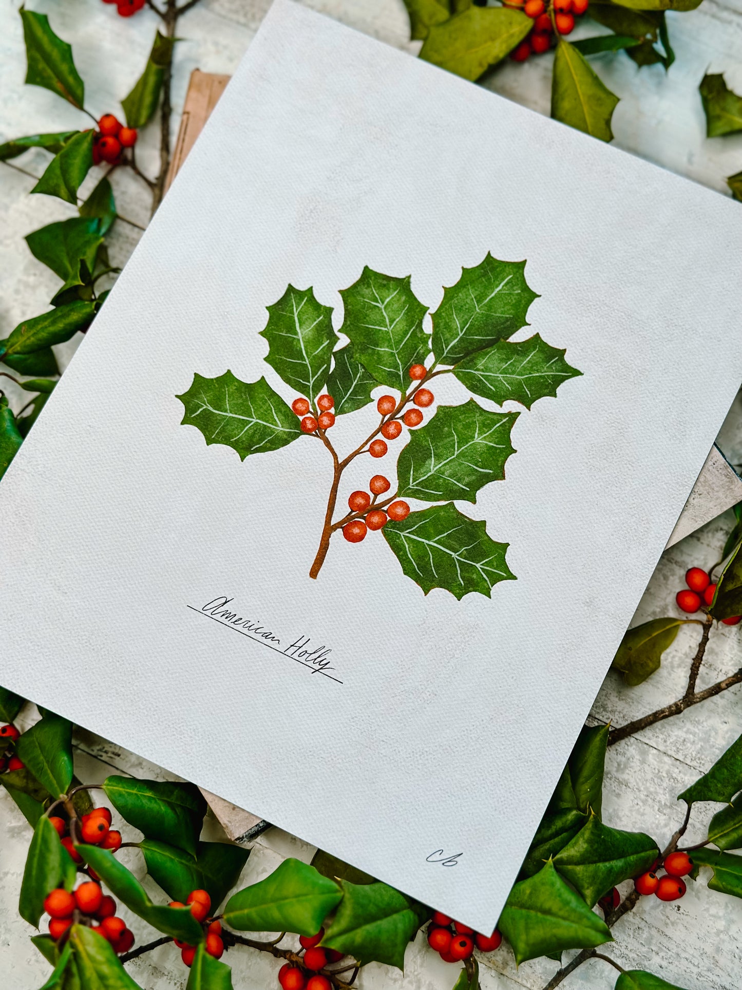 American Holly