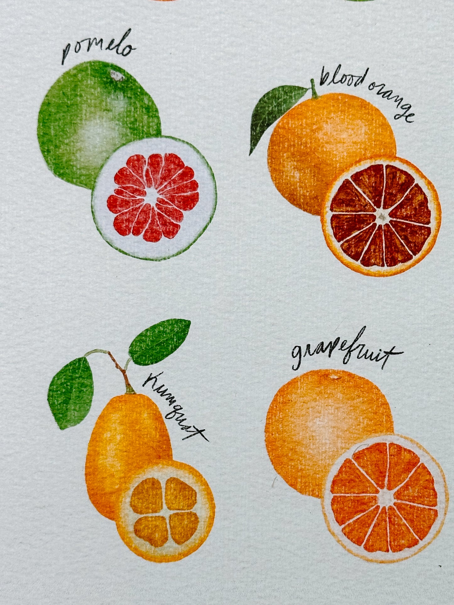Citrus Fruit Poster