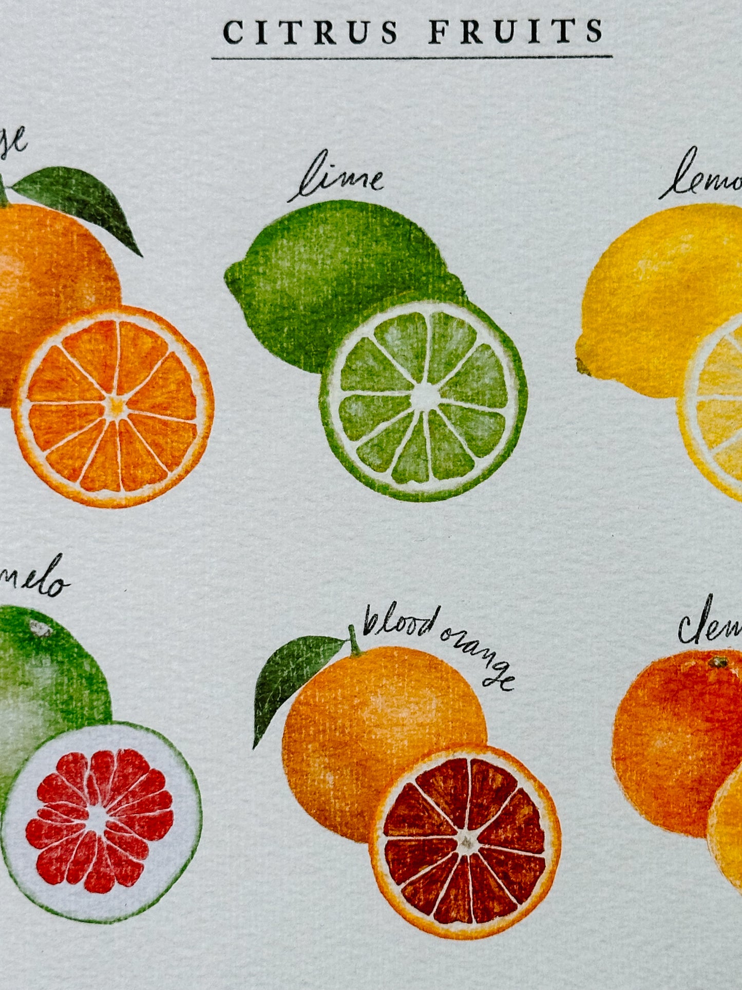 Citrus Fruit Poster