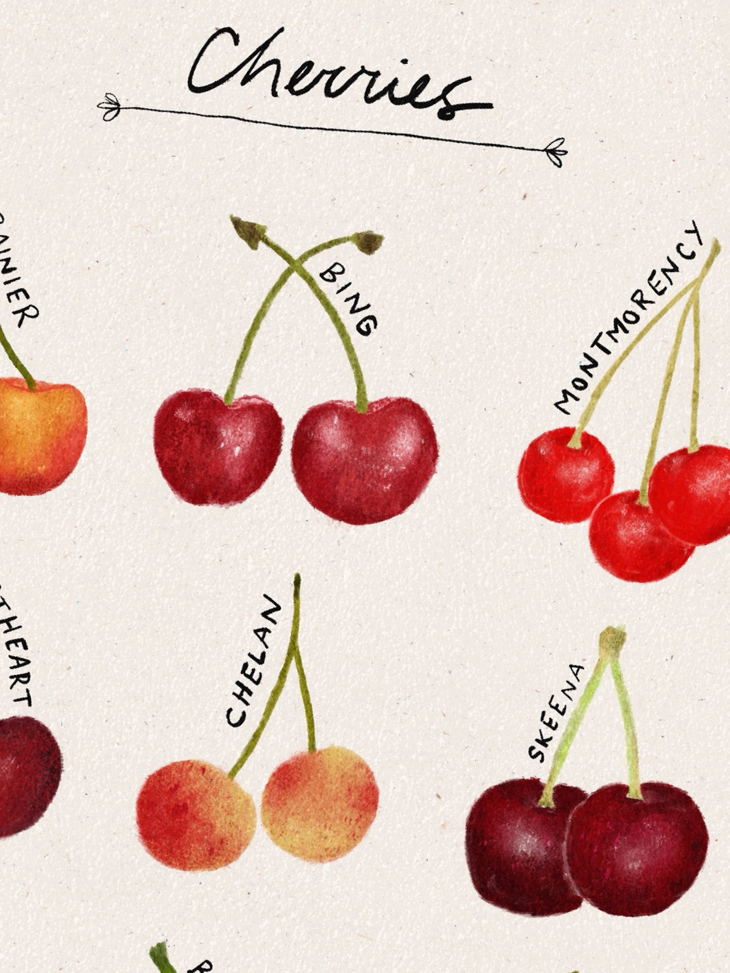 Cherry Poster