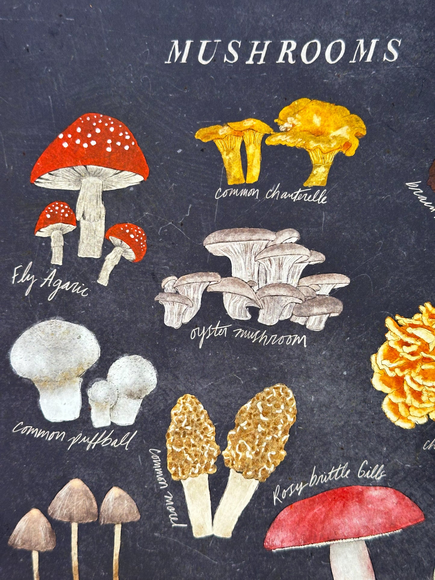 Vintage Mushrooms