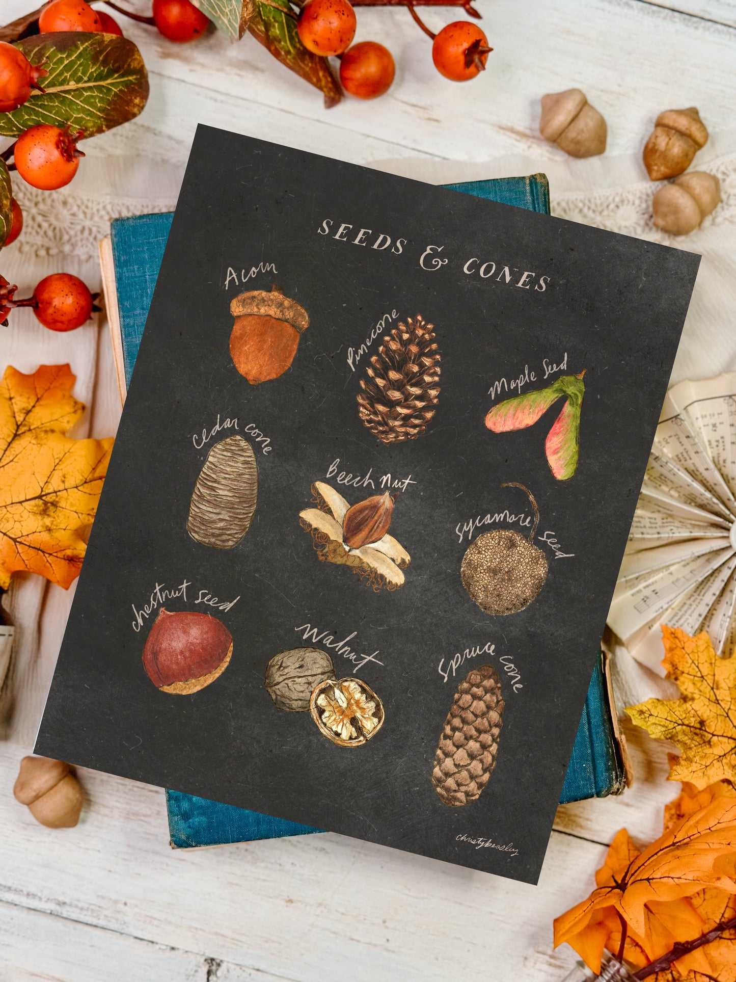 Fall Seeds and Cones Poster