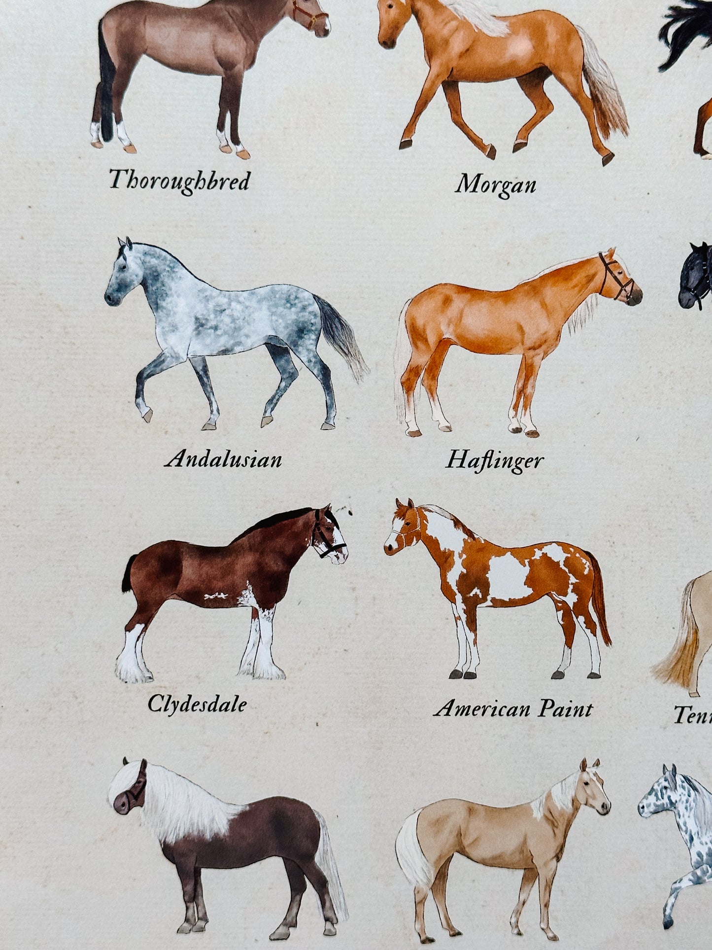Horse Poster