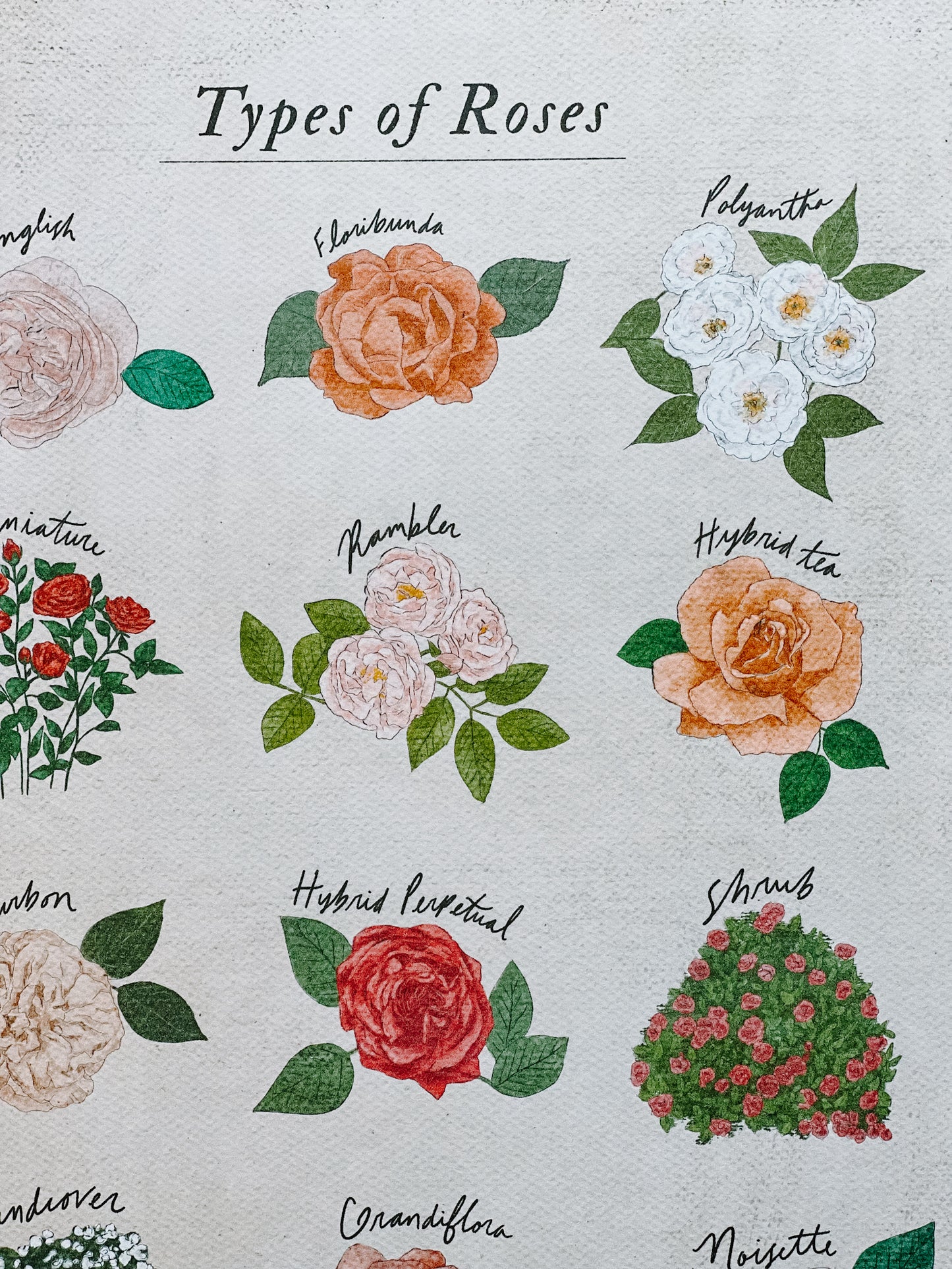 Roses Poster