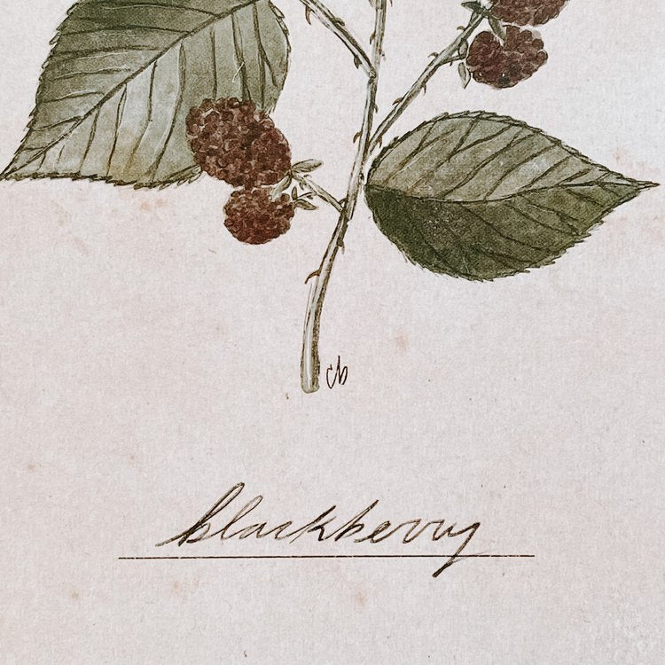 Blackberries