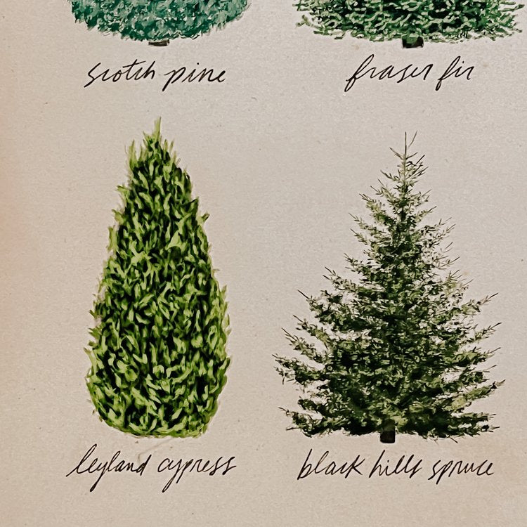 Christmas Trees Poster