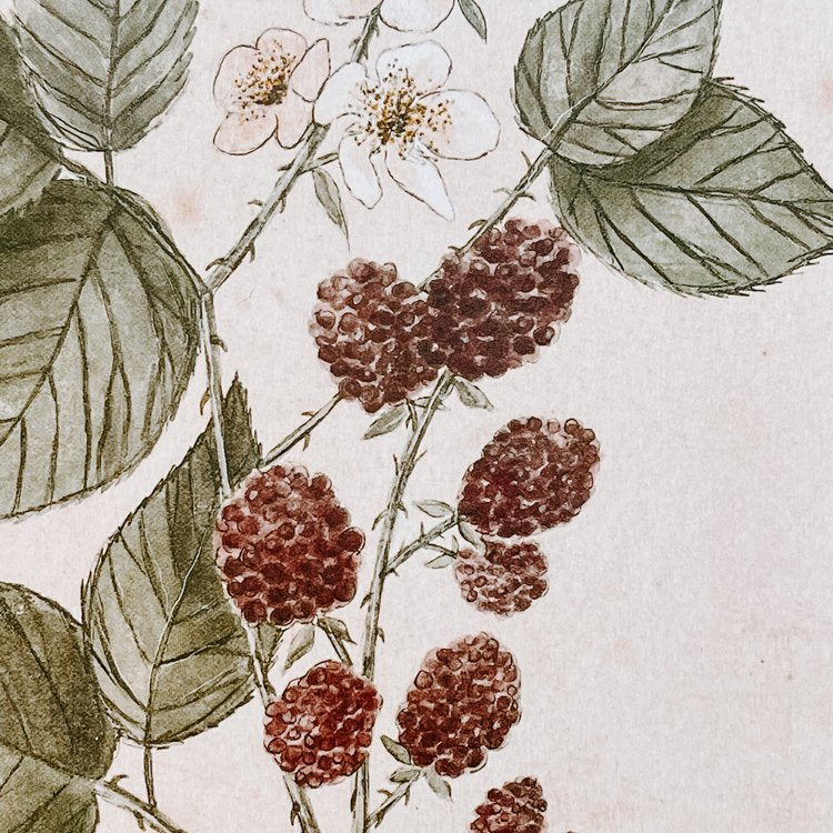 Blackberries