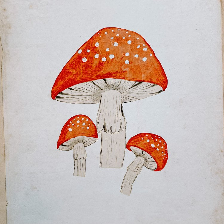 Dreamy Toadstool Mushroom