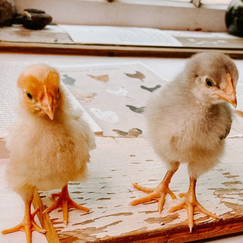 Chicken Unit Study Digital Download