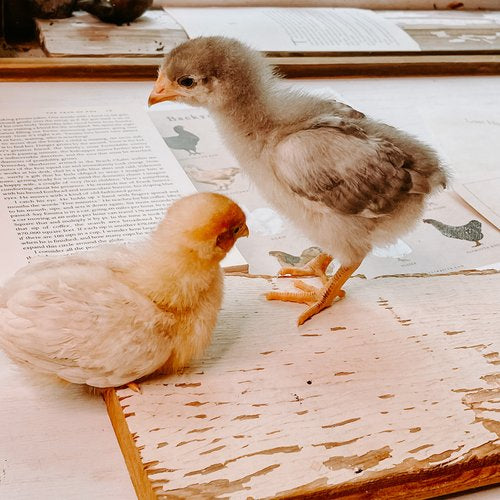 Chicken Unit Study Digital Download