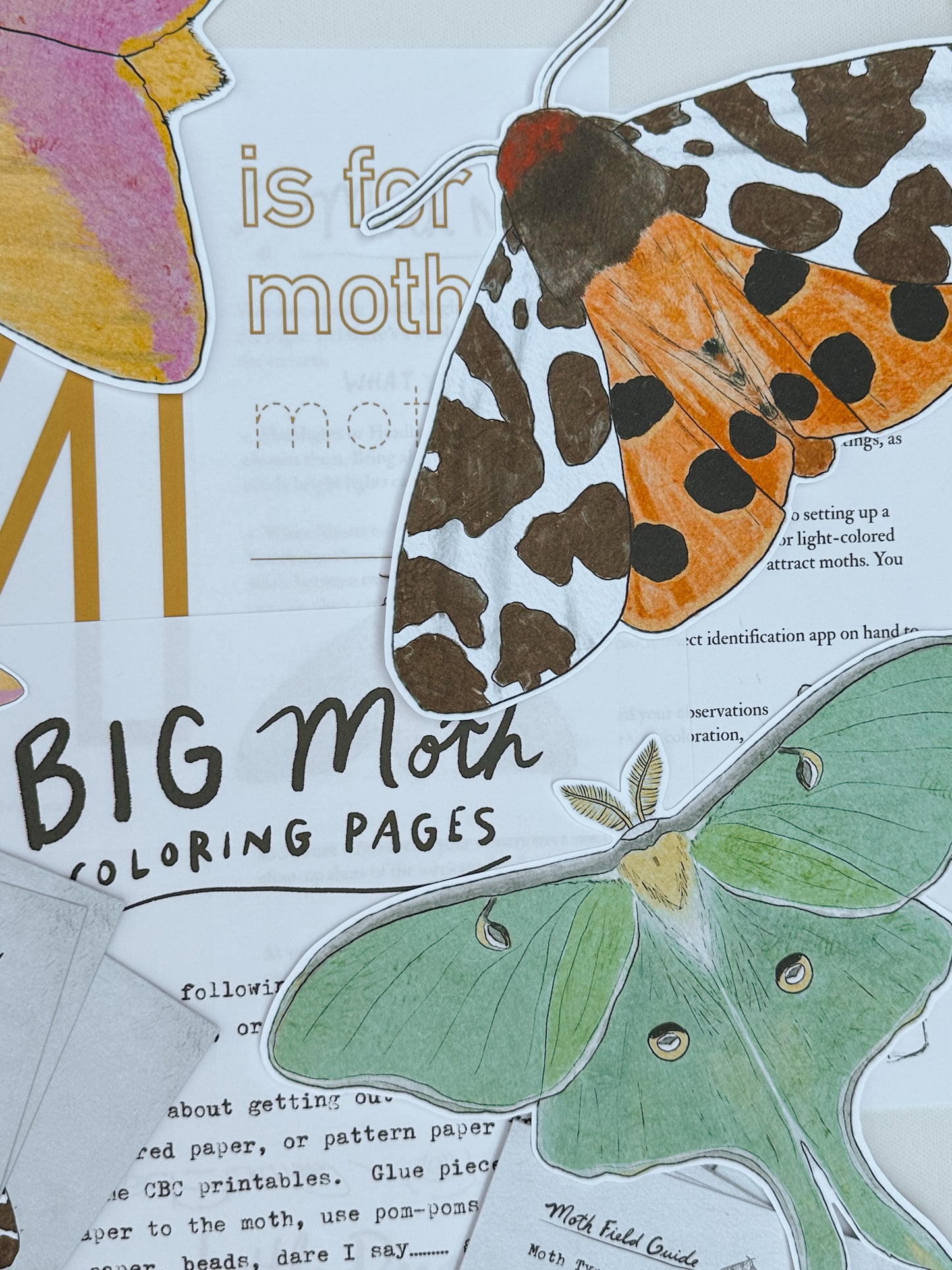 Moth Unit Study Digital Download