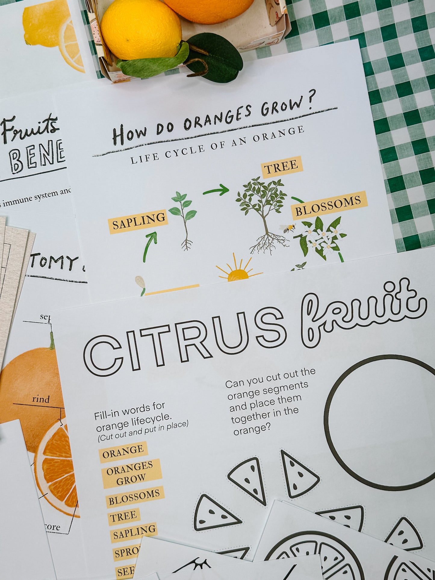 Citrus Fruits Unit Study Digital Download