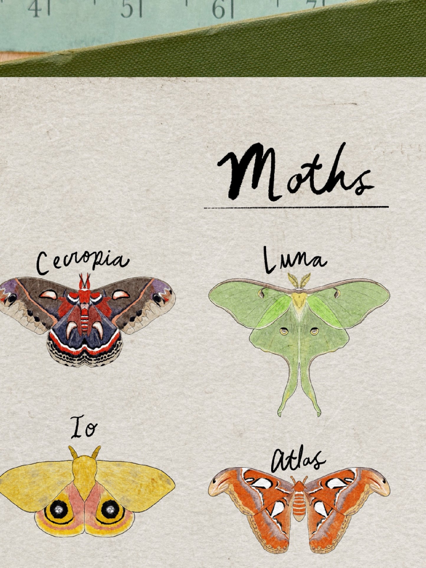 Moth Poster