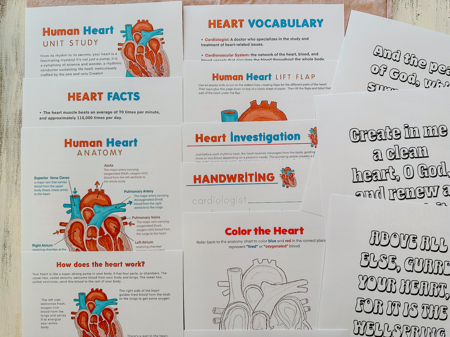 Human Heart Unit Study Digital Download