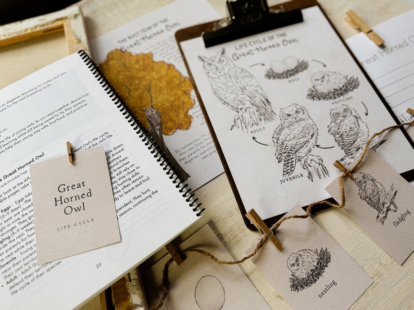 Great Horned Owl Nature Study Guide Digital Download