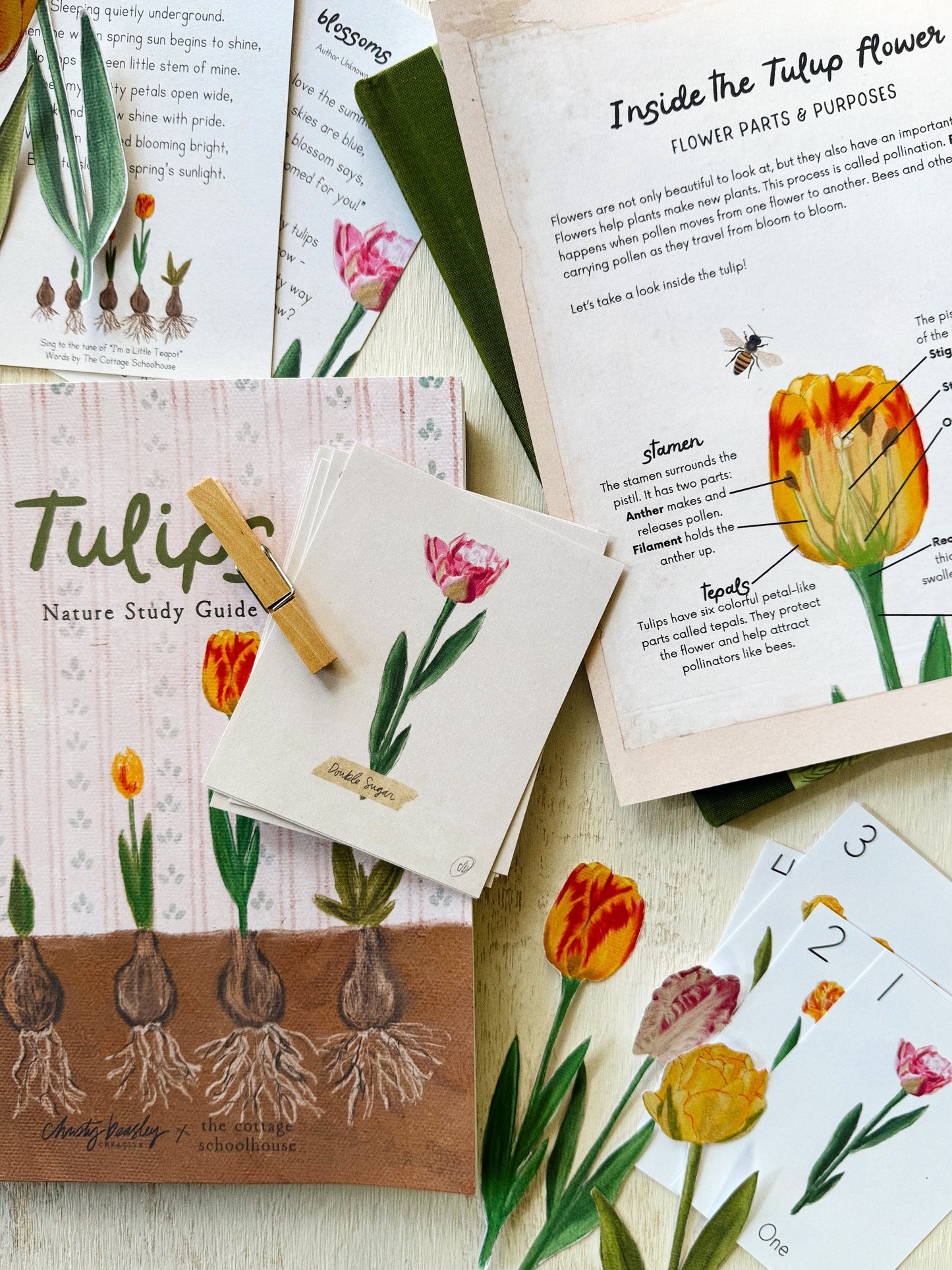 Tulip Unit Study Digital Download