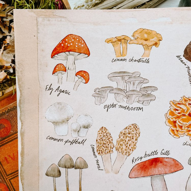 Mushrooms Poster