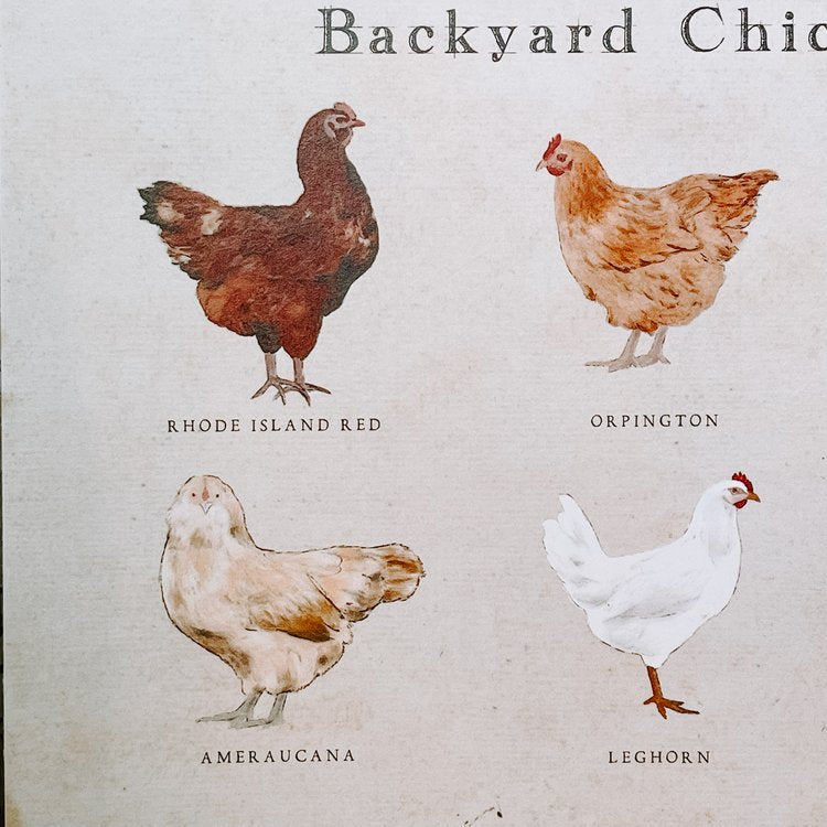 Chicken Poster