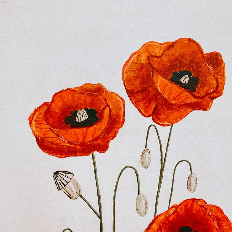 Poppies