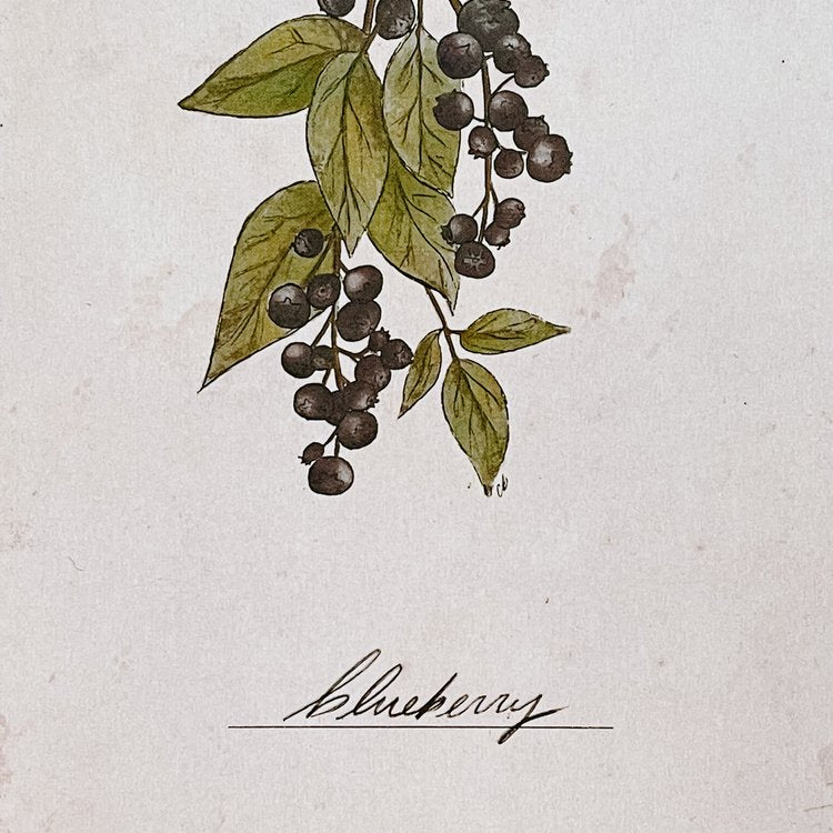 Vintage Blueberries