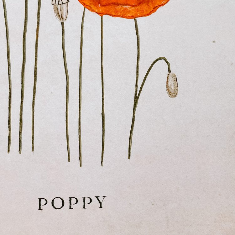 Poppies