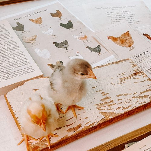 Chicken Unit Study Digital Download