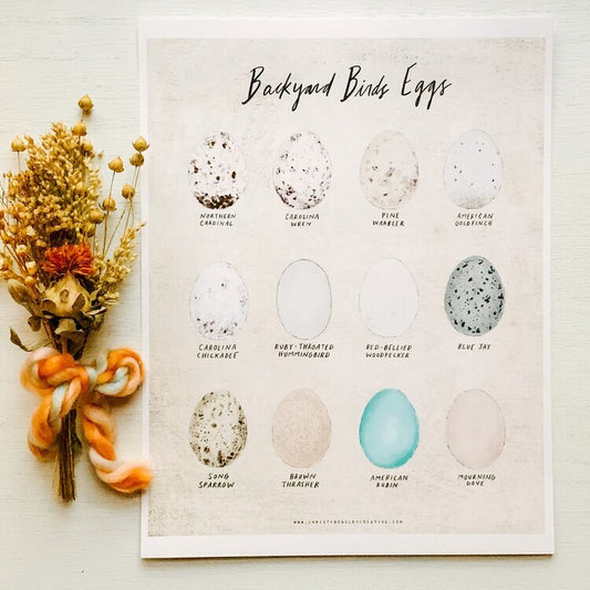 Backyard Birds Eggs Poster