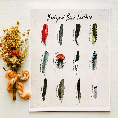 Backyard Birds Feathers Poster